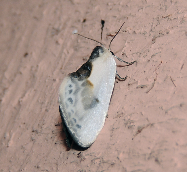 Cilix glaucata  Drepanidae